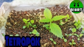 Tetrapak Challenge - Update # 10  - Strain - Blue