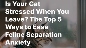 Is Your Cat Stressed When You Leave? The Top 5 Ways to Ease Feline Separation Anxiety