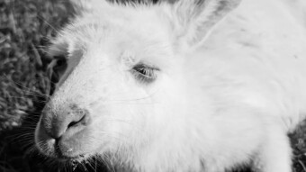 Albino Kangaroo