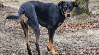This Could Prove Crucial Information If A Dog Goes Missing