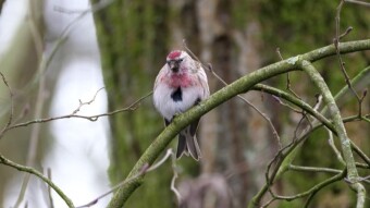 Mealy redpoll - a fiery bird that burns during the mating season