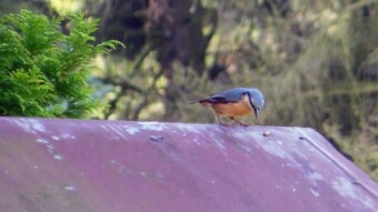 Nuthatch came to the feeder, he did not care about my company - My Actifit Report Card: August 25 2023