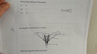 Pollination