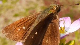 Today i will share my Macrophotography of Pelopidas mathias, this insect is the dark small-branded swift
