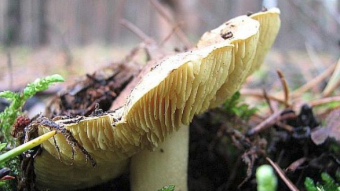 Mushrooms occurring in Europe - Tricholoma equestre var. equestre