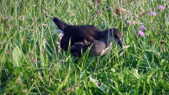 A young, timid moorhen and an experienced gray heron live in one house