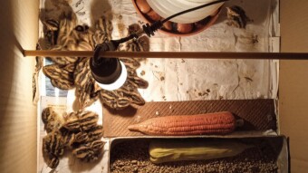 Becoming a Farmer