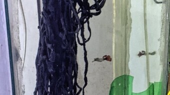 The "Dirty Dozen" get a New Home - My DIY 15 gallon "Tall" Fish Tank