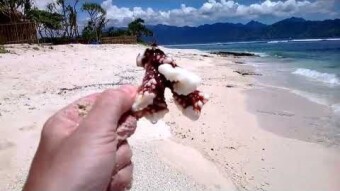 Pink beach on Gili Meno - my trip around Indonesia