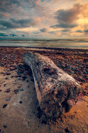 The Log