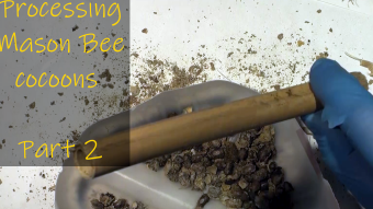Video of processing Mason Bee cocoons Part 2
