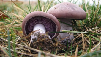 Mushrooms occurring in Europe - Lepista nuda