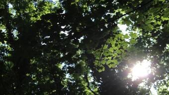 Among the trees...