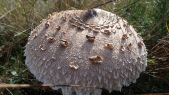 An intense walk in the Kraków-Częstochowa Upland and quite a successful harvest - My Actifit Report Card: October 11 2023