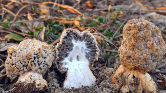 Morchella steppicola - very rare species of mushrooms