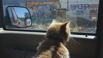 Saving Louie The Road Cat