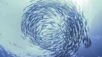 SWARM INTELLIGENT can help us in the COVIT 19 care  ?