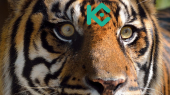 Not everything was bad in the first half of 2022: take a look at KuCoin figures - Infographic