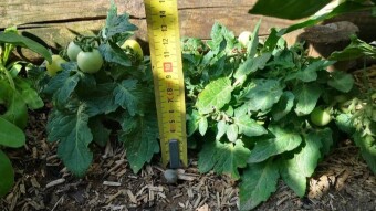 Micro-Dwarf Tomatoes: The Urban Farming Solution of Tomorrow