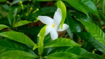 Videography of a garden.