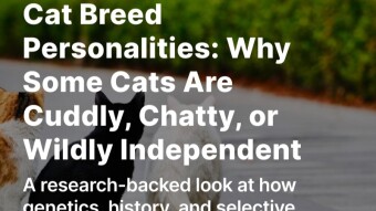Cat Breed Personalities: Why Some Cats Are Cuddly, Chatty, or Wildly Independent
