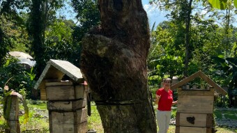 Excursion to the apiary with bees without stingers in Costa Rica. Cruise in the Southern Caribbean.