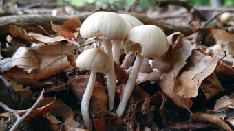 Scrub psathyrella candolleana - Edible spring lamellar mushrooms