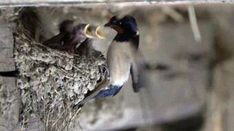One swallow does not make spring, but where the swallows are, there is a happy home