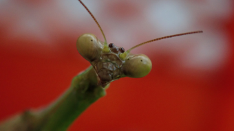 Praying Mantis Closeup