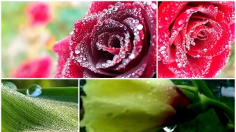 WATER DROPS Photography.