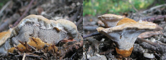 Mushrooms occurring in Europe - Onnia tomentosa