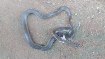 The Snake That Wanted Some Rabbits