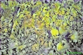 Full Spectrum Style Transfer Art - Dandelions and Violet flower