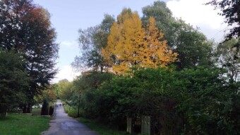 Yellow treetops gracefully compensate for the lack of sunlight. Wednesday on the upside - My Actifit Report Card: October 8, 2025