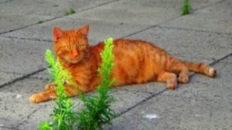 Merlin im Sommer