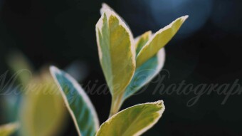 Help me to identify the Plant 01