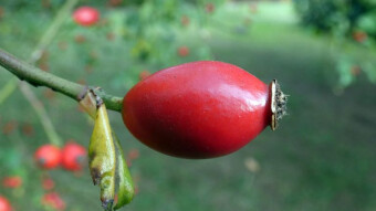 Do these threads make sense? Wild rose - a gigantic dose of vitamin C