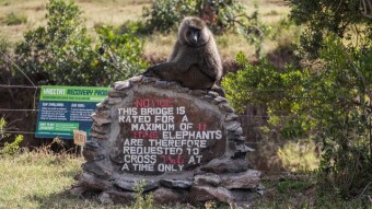 Exploring Ol Pajeta Conservancy, Kenya (Part 1)