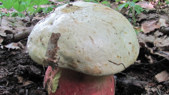 Mushrooms occurring in Europe - Boletus satanas