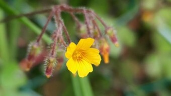 The tiny (in)significant beauty of flowers