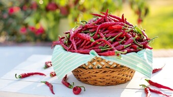 Growing hot peppers - Part 2