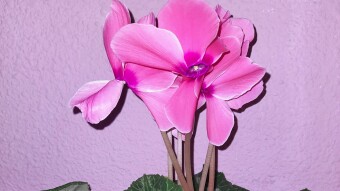 Plantas de casa - Diario 2