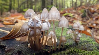Walks in the wet beech forest - Clustered bonnet and jelly tooth