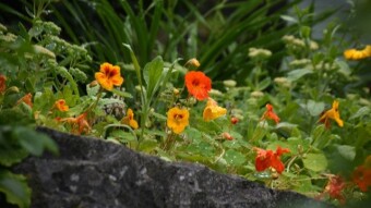 What's not to Love about Nasturtiums?!