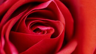 Why roses, why not crypto...in this special day!