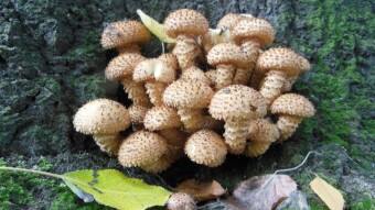 Shaggy scalycap- easy to mistake for honey fungus