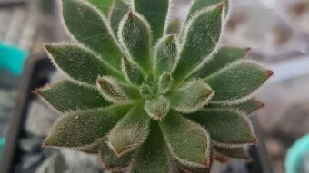 Succulent ID: Echeveria setosa green velvet