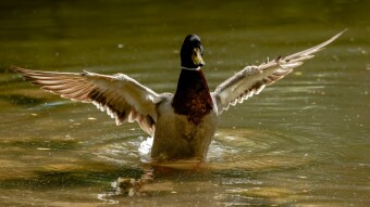 Water Off The Duck's Back.