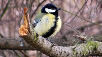 My favorites in the film frame. Common tit and moorhen