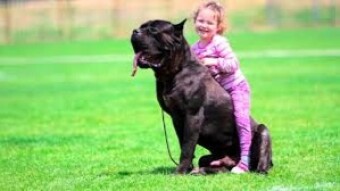 Cane Corso Italiano